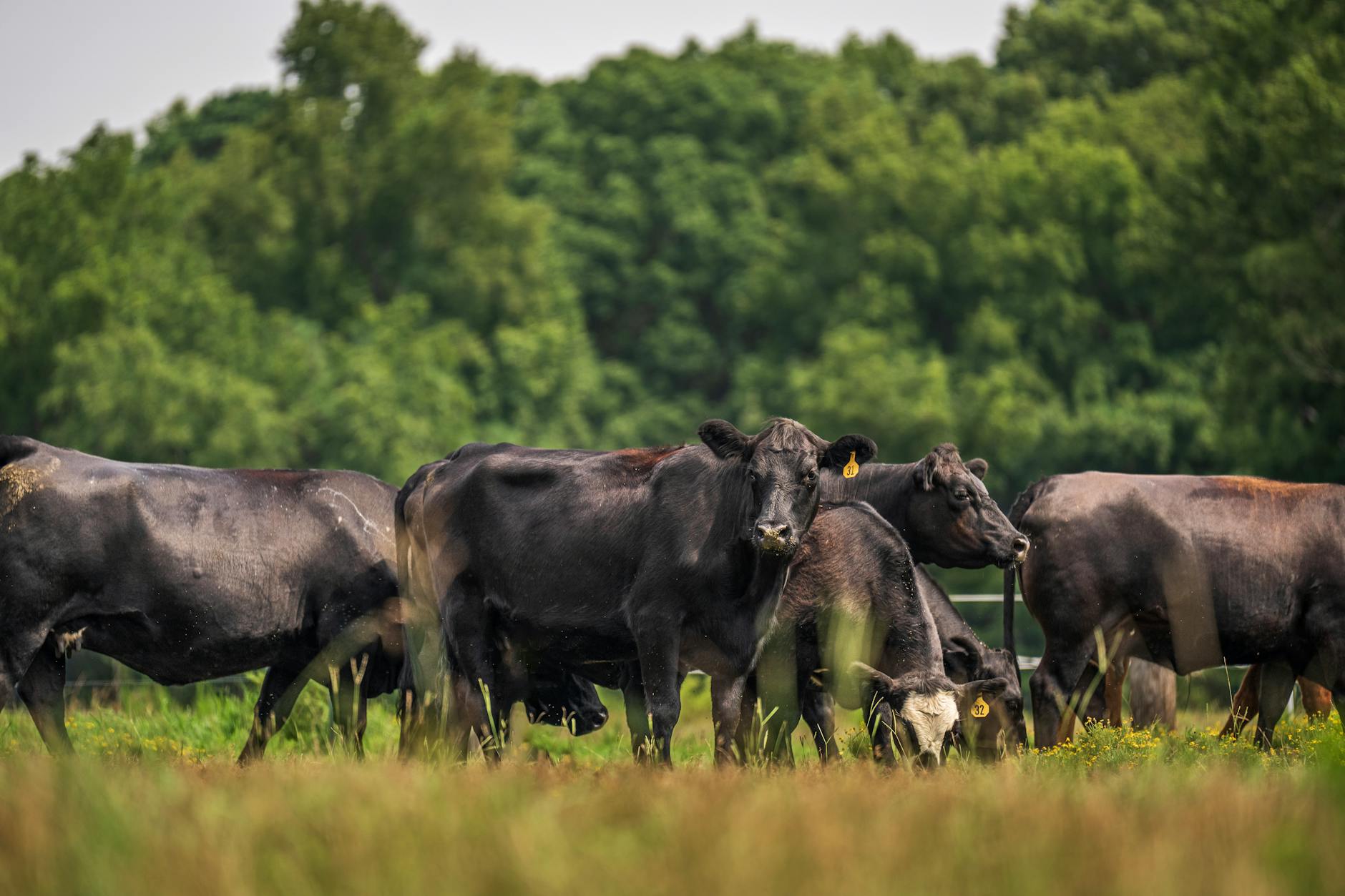 Black Angus cattle on East Tennessee farmland — agricultural concrete products for livestock operations